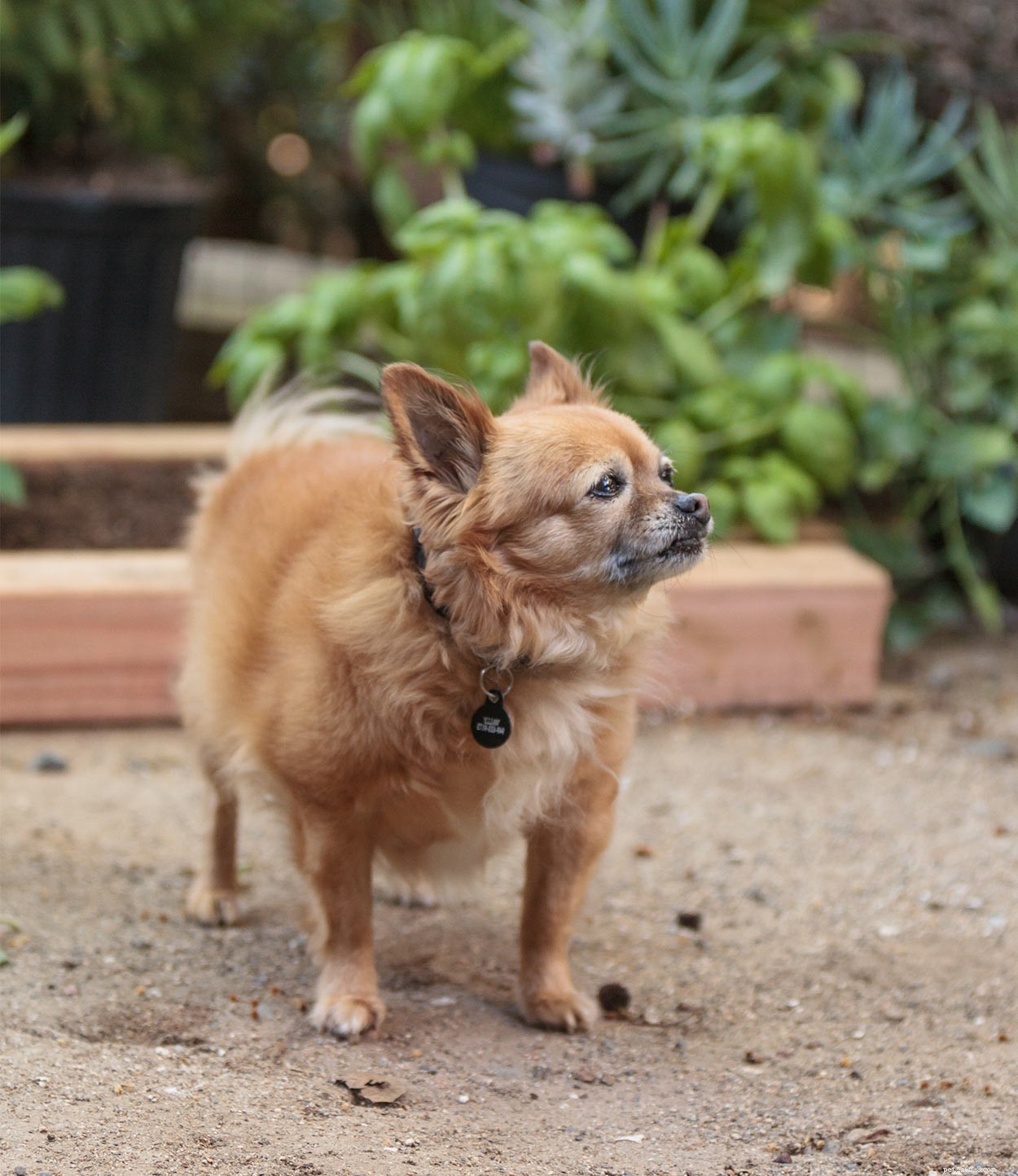 Pomchi – A Guide To The Pomeranian Chihuahua Mix
