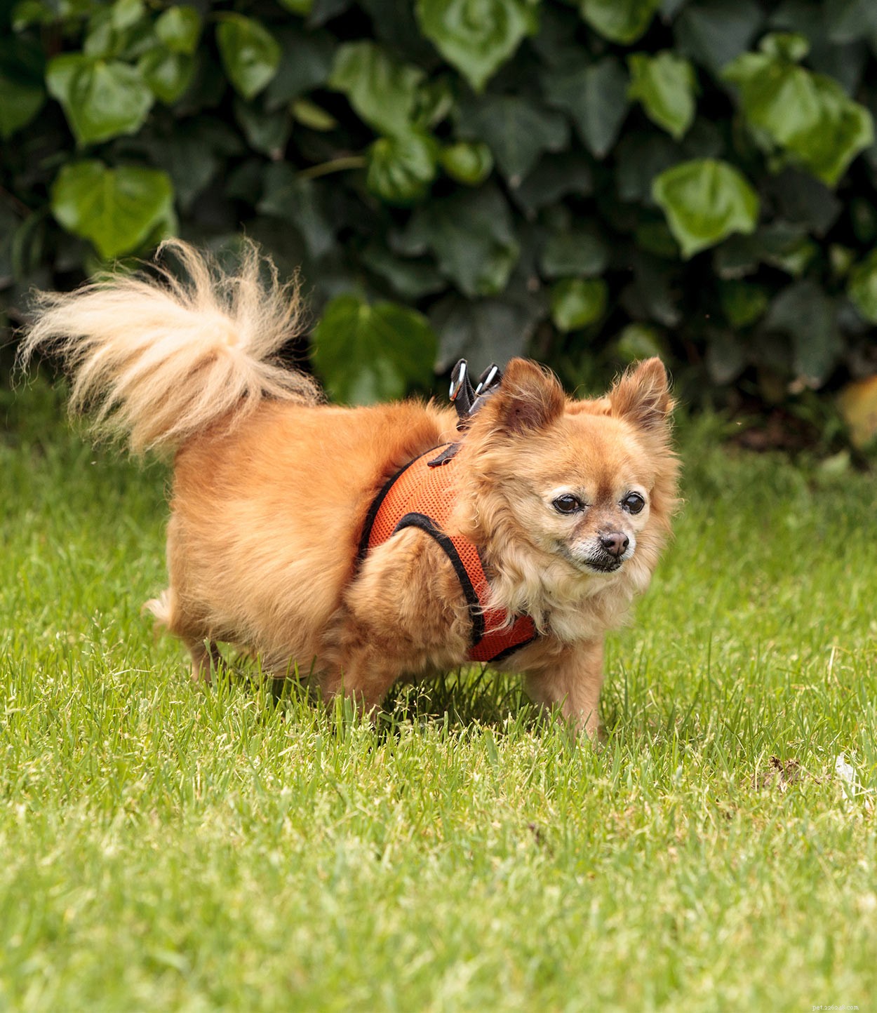 Pomchi – A Guide To The Pomeranian Chihuahua Mix