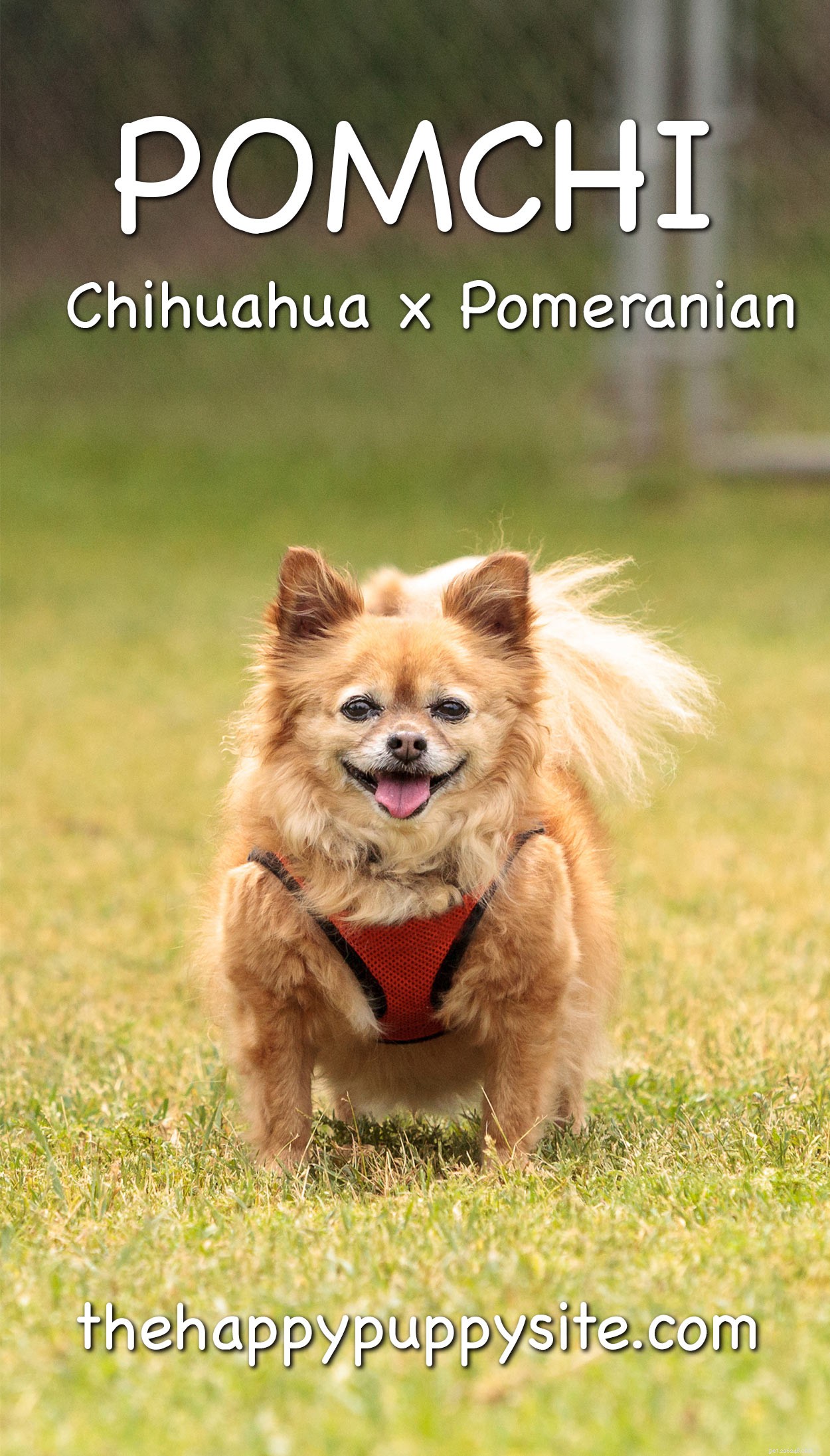 Pomchi – Una guida al mix di chihuahua di Pomerania