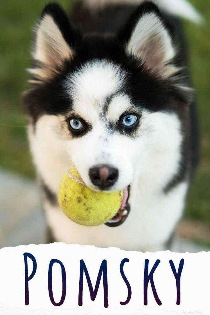 Raça Pomsky Dog – Guia para a mistura Husky Pomeranian