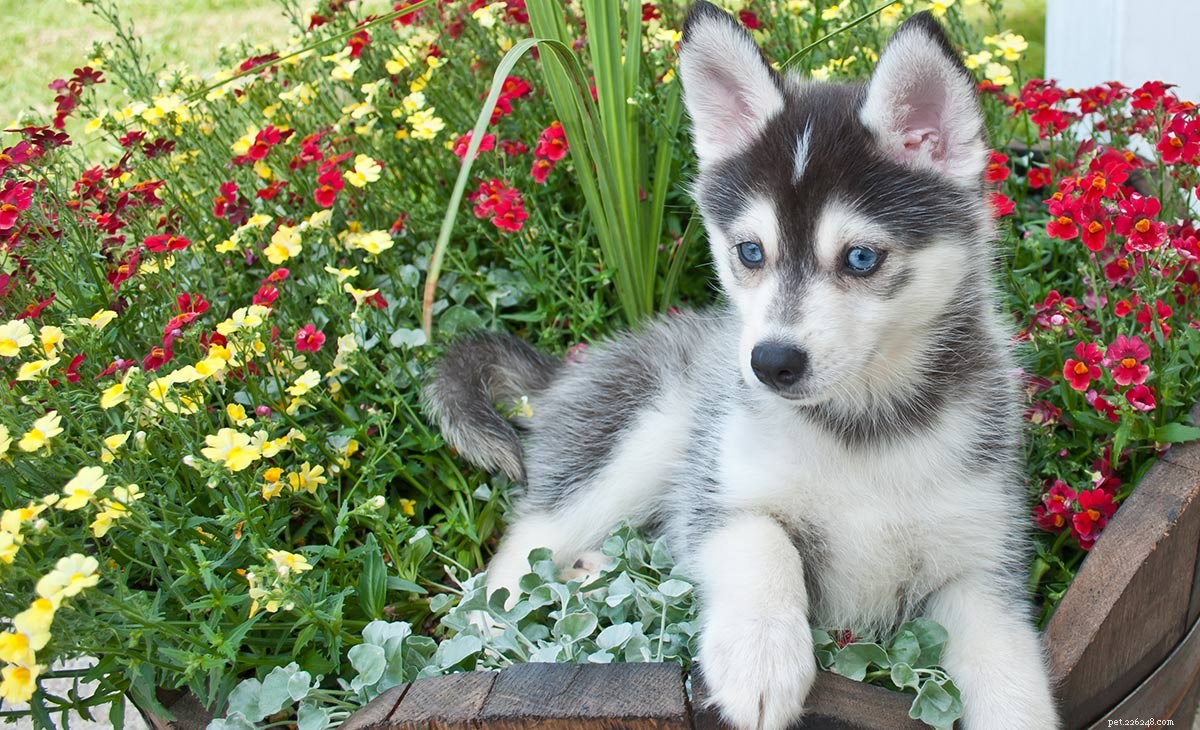 Pomsky Dog Breed – Guide till Husky Pomeranian Mix 