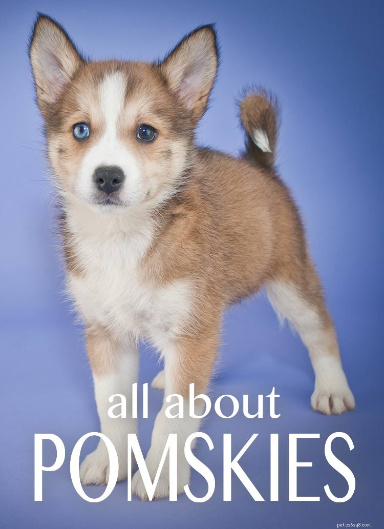 Raça Pomsky Dog – Guia para a mistura Husky Pomeranian