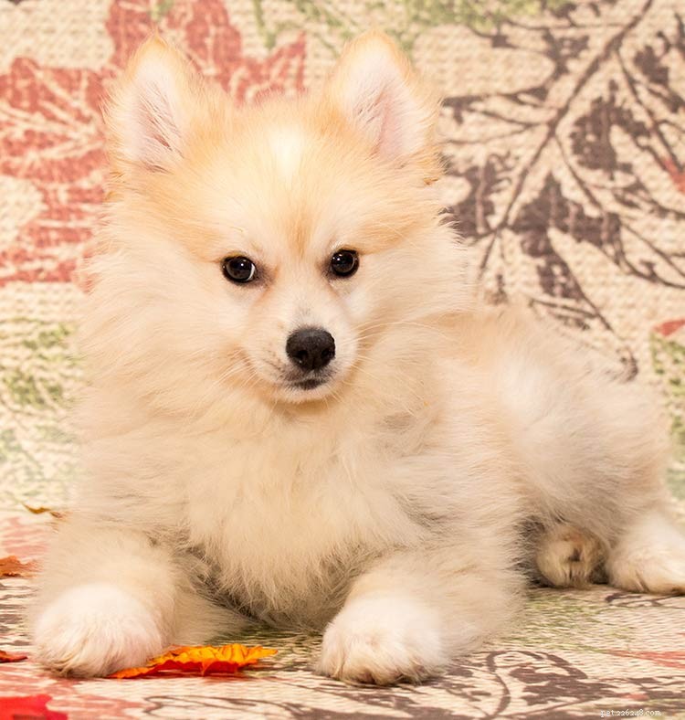 ポムスキー犬の品種–ハスキーポメラニアンミックスへのガイド 