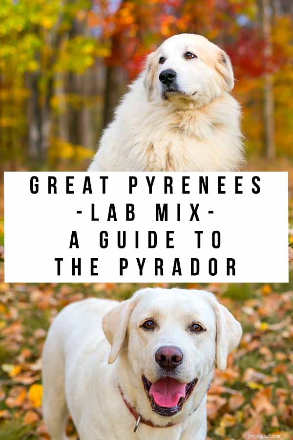 Great Pyrenees Lab Mix – Pyrador에 대한 완전한 가이드