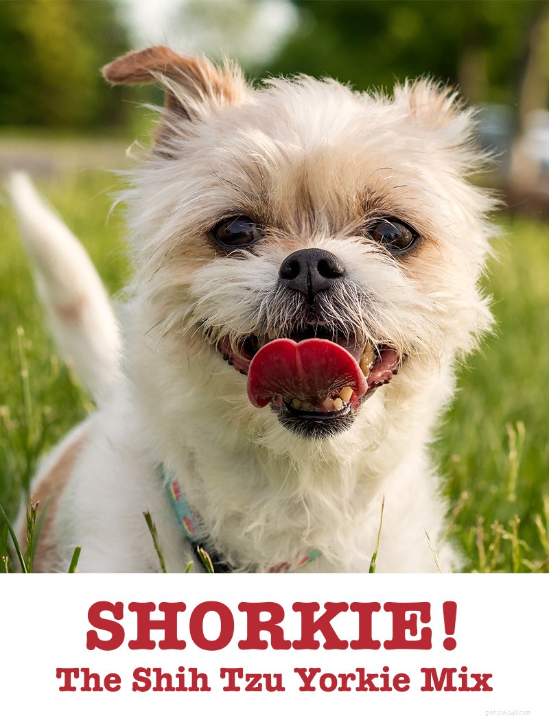Shorkie – je Shih-tzu yorkšírský teriér Mix dokonalý lapdog?
