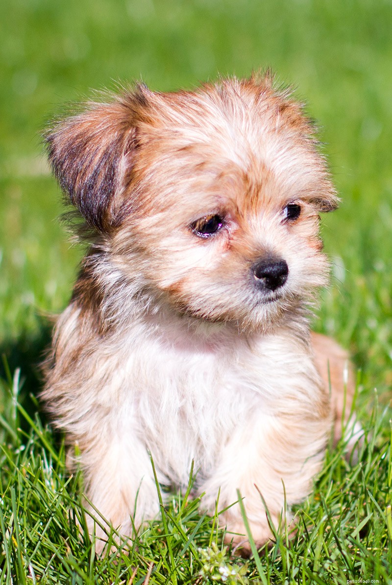 Shorkie - O Shih Tzu Yorkshire Terrier Mix é o cão de estimação perfeito? 