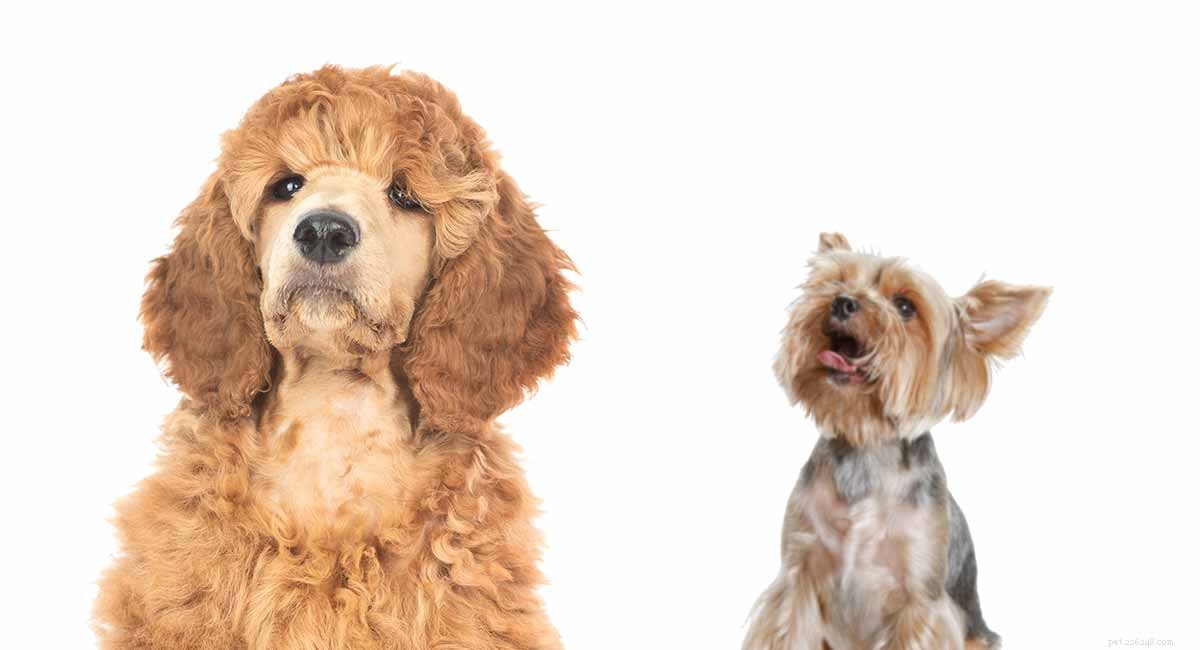 Yorkipoo Dog – La guida completa alla razza di Yorkie Poodle Mix