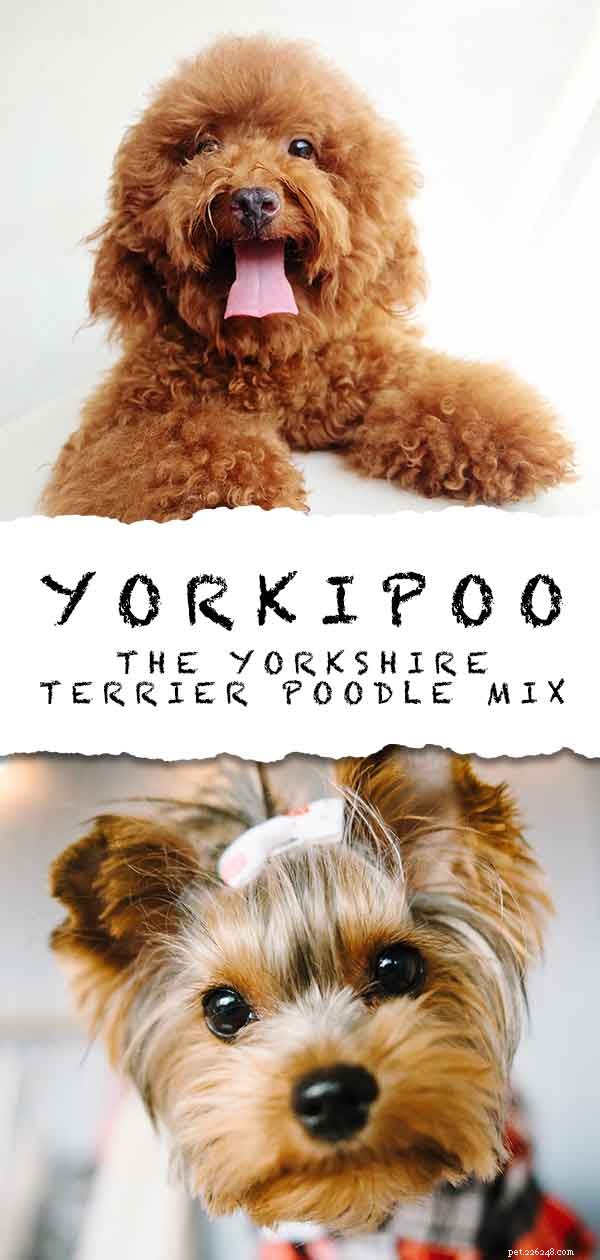 Chien Yorkipoo – Le guide complet des races de mélanges de caniches Yorkie