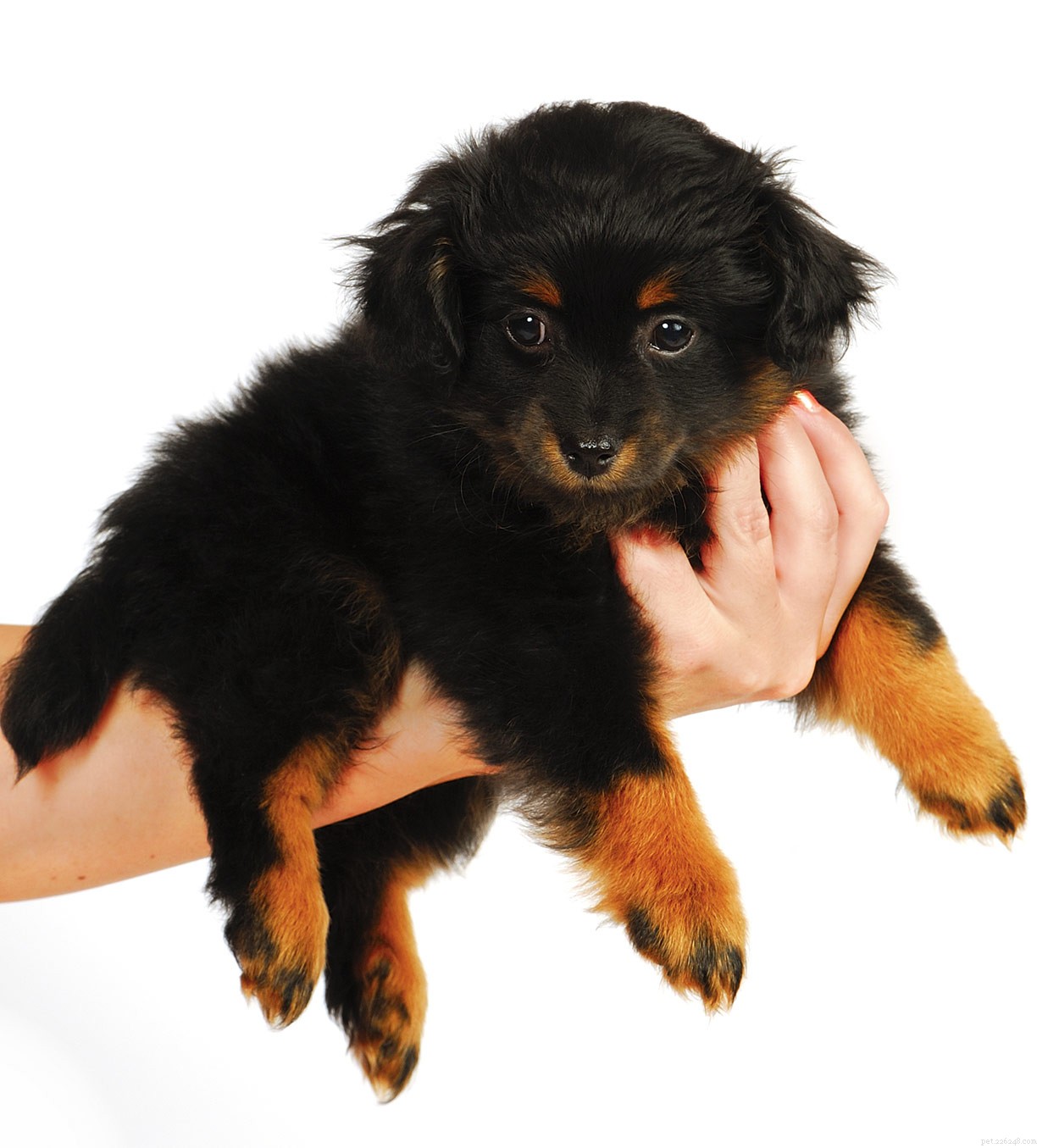 Yorkipoo Dog – The Complete Yorkie Poodle Mix Breed Guide