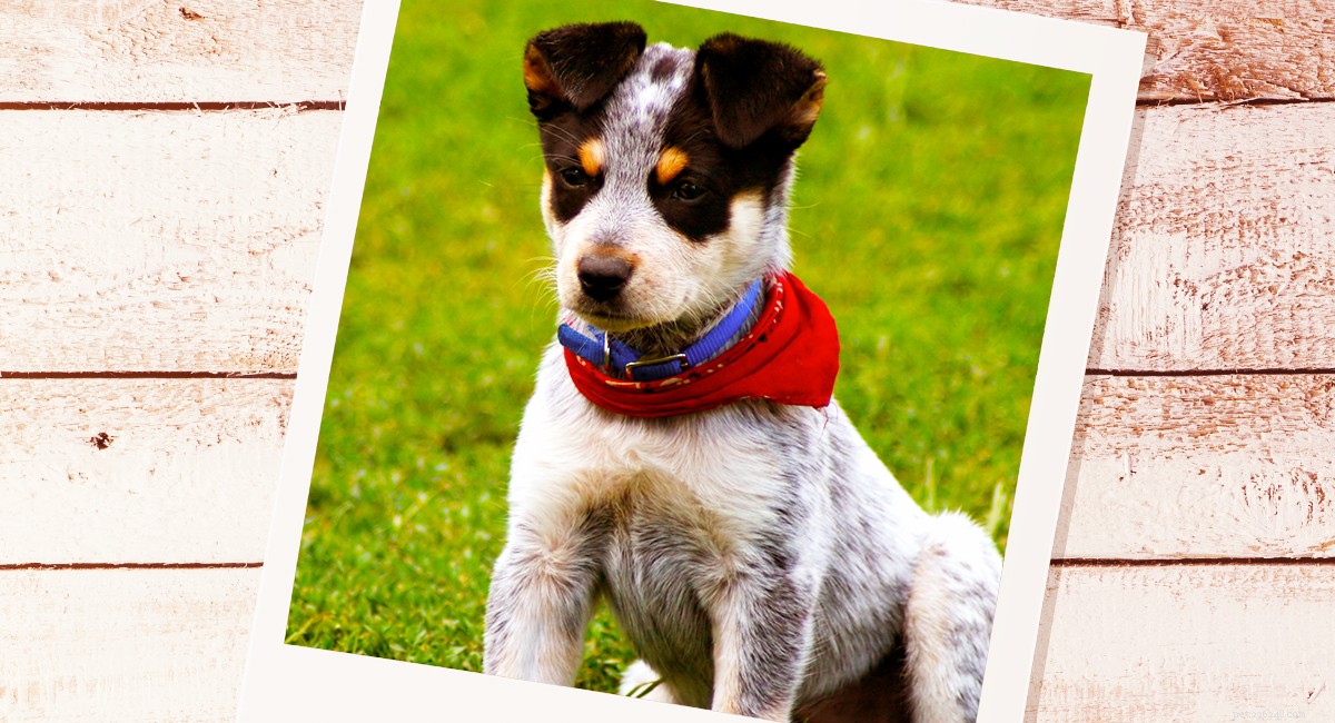 Obrázky modrých podpatků – krásné obrázky australských honáckých psů