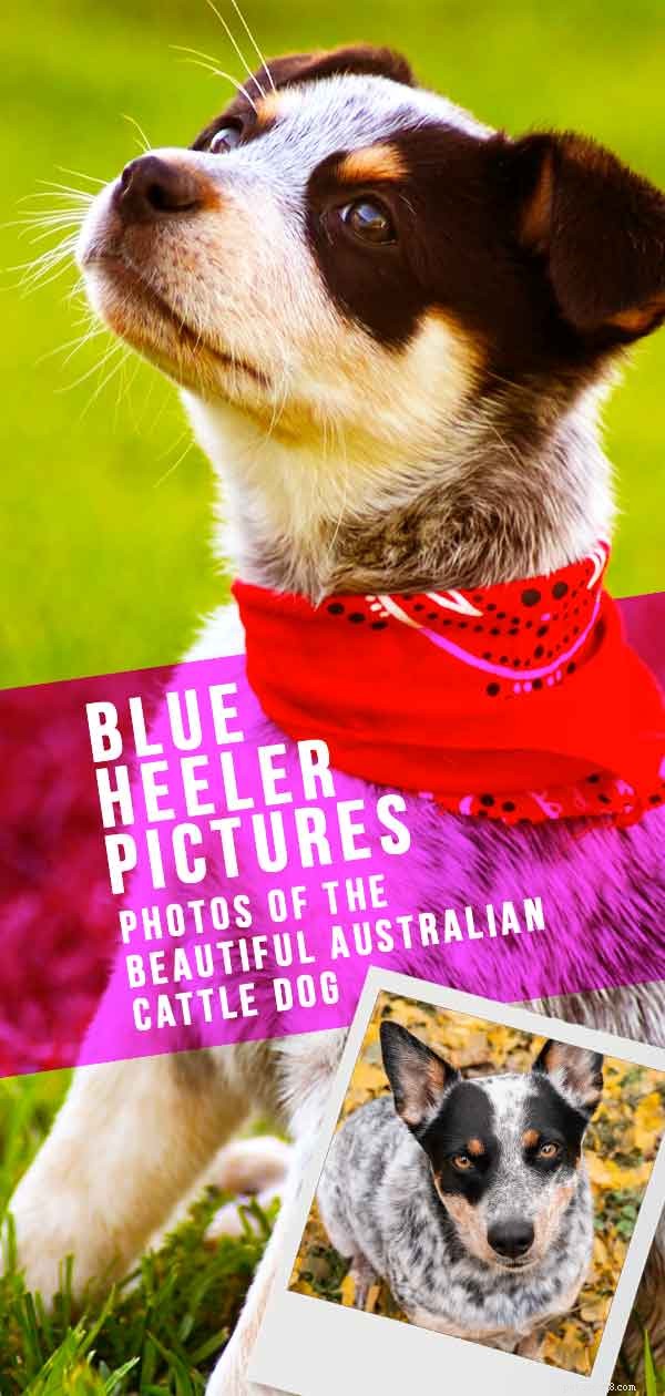 Bilder på Blue Heelers – Vackra bilder på australiska boskapshundar