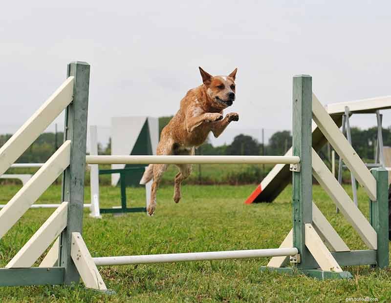 Fotos de Blue Heelers – Lindas imagens de cães de gado australiano