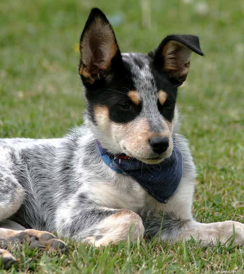 Obrázky modrých podpatků – krásné obrázky australských honáckých psů