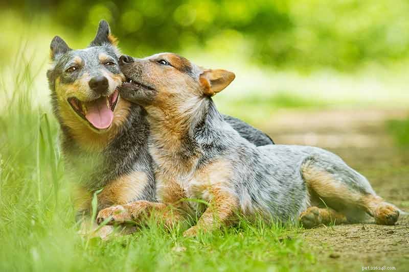 Фотографии голубых хилеров – красивые изображения австралийских пастушьих собак