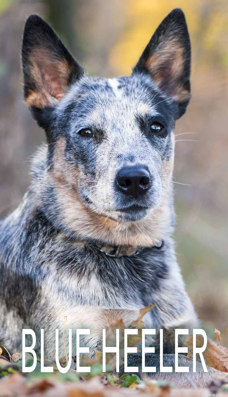 Fotos de Blue Heelers – Lindas imagens de cães de gado australiano