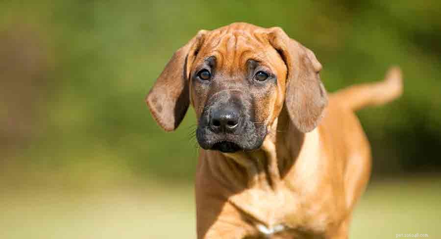 아프리카 개 품종:아프리카의 아름다운 강아지 발견
