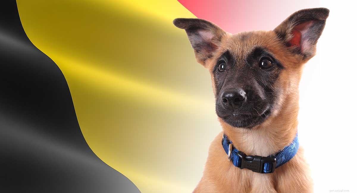 Бельгийские породы собак – семь замечательных щенков родом из Бельгии