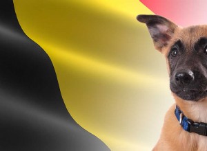 ベルギーの犬の品種–ベルギーから来た7つの素晴らしい子犬 