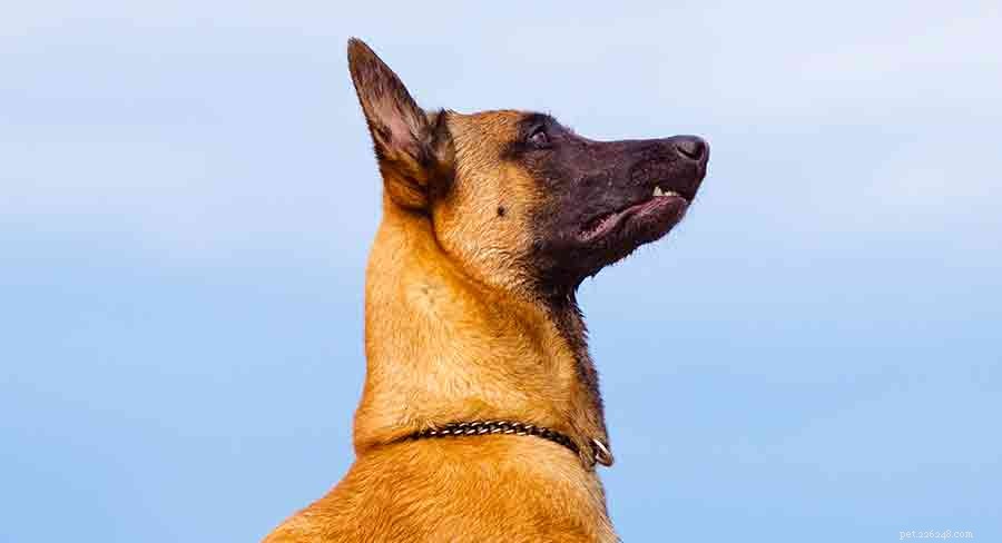 Belgická psí plemena – sedm úžasných štěňat, která pocházejí z Belgie