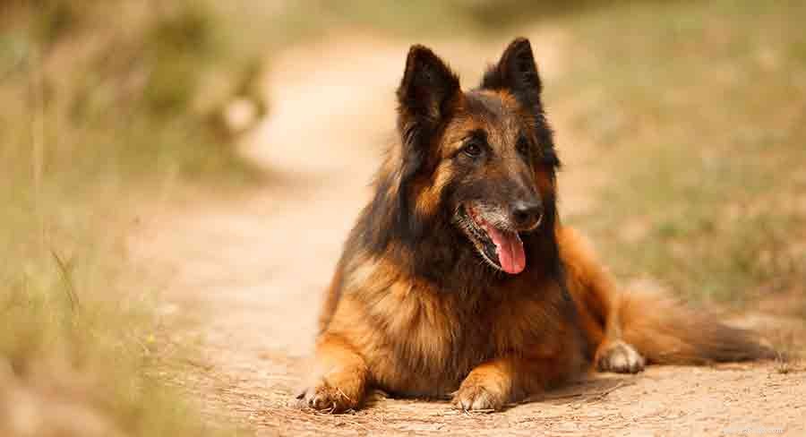 ベルギーの犬の品種–ベルギーから来た7つの素晴らしい子犬 