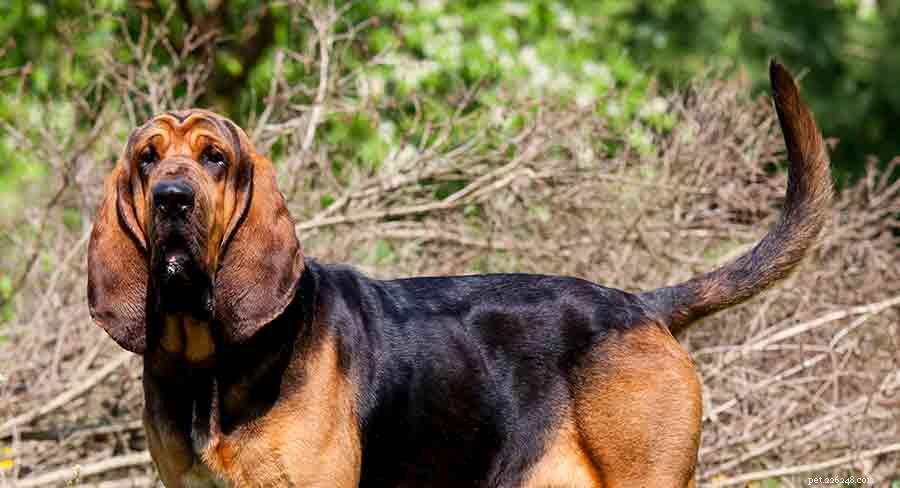 Razze canine belghe:sette fantastici cuccioli che provengono dal Belgio 
