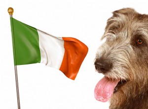 アイルランドの犬の品種–アイルランドのネイティブの子犬のすべて 