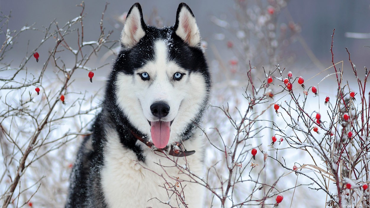 Ruská plemena psů – úžasná štěňata, která přišla z Ruska