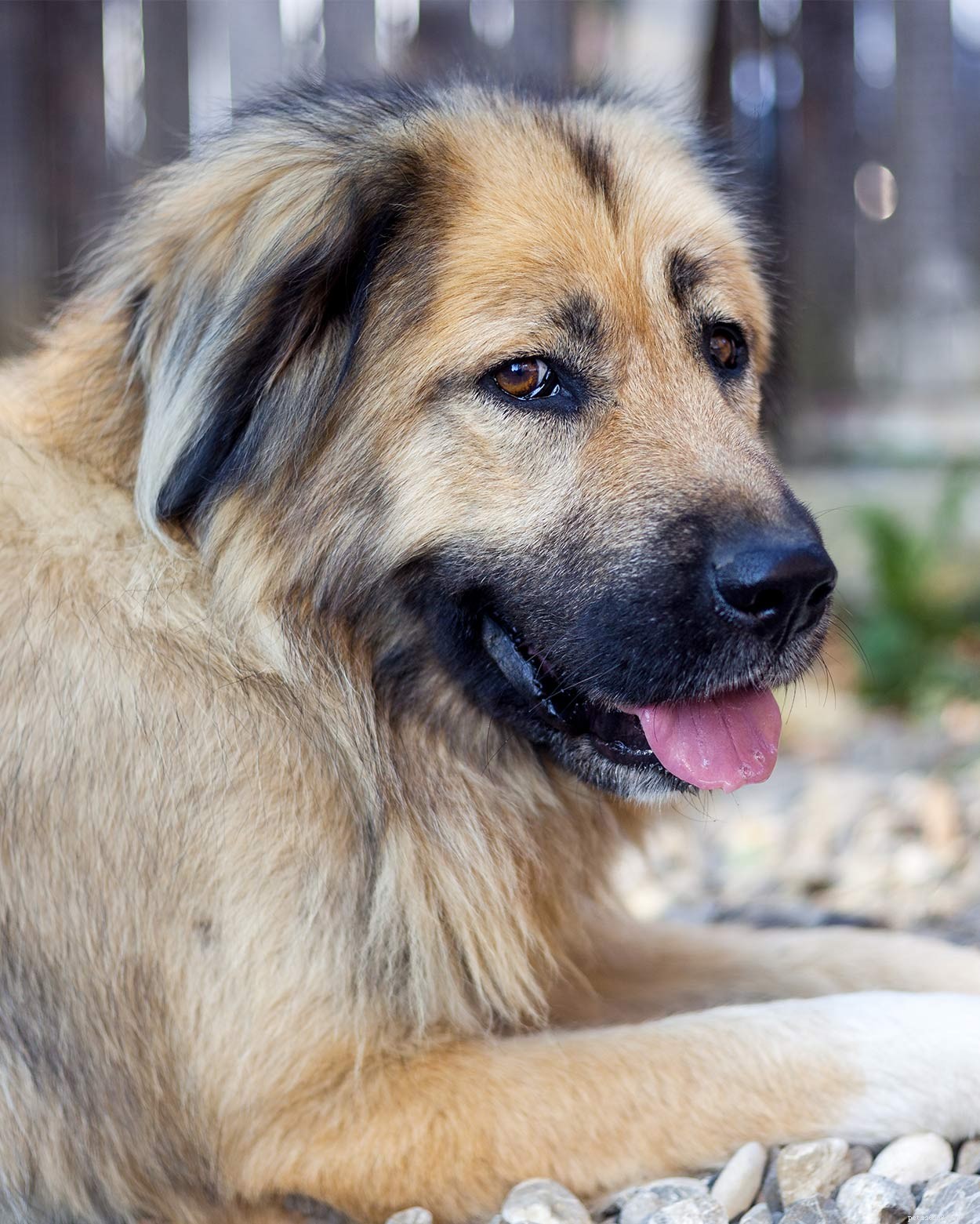 러시아 개 품종 – 러시아에서 온 놀라운 강아지