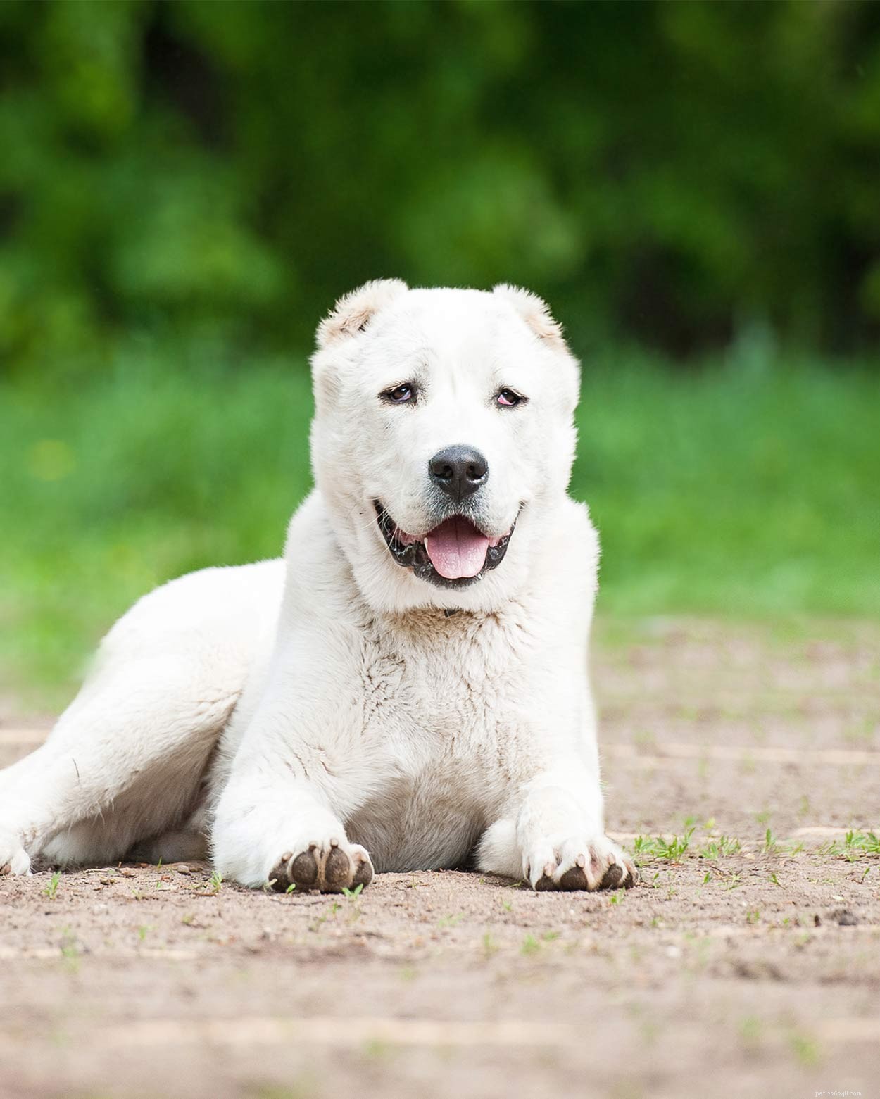 Russische hondenrassen – de geweldige pups die uit Rusland kwamen
