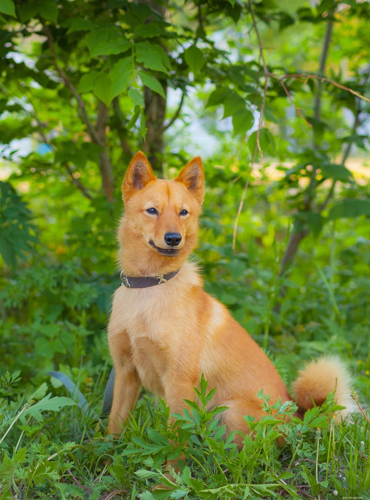 Российские породы собак – удивительные щенки, привезенные из России