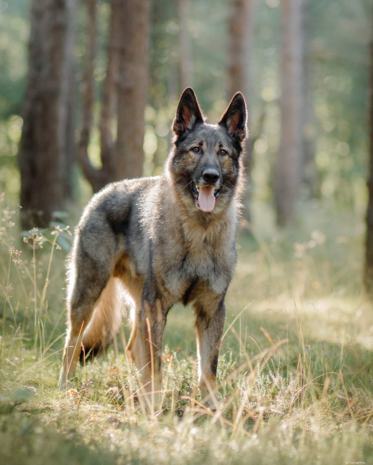 Ryska hundraser – De fantastiska valparna som kom från Ryssland