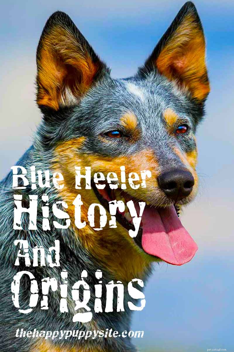 Historie a původ Blue Heeler