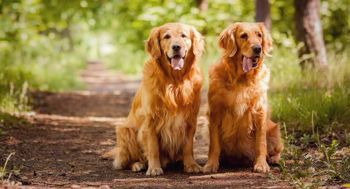 ゴールデンレトリバーの歴史–人気のある犬種の起源と役割