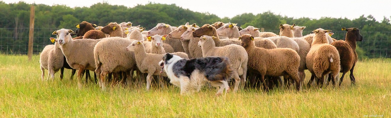 Raças de cães de gado – os cães de gado mais legais do mundo