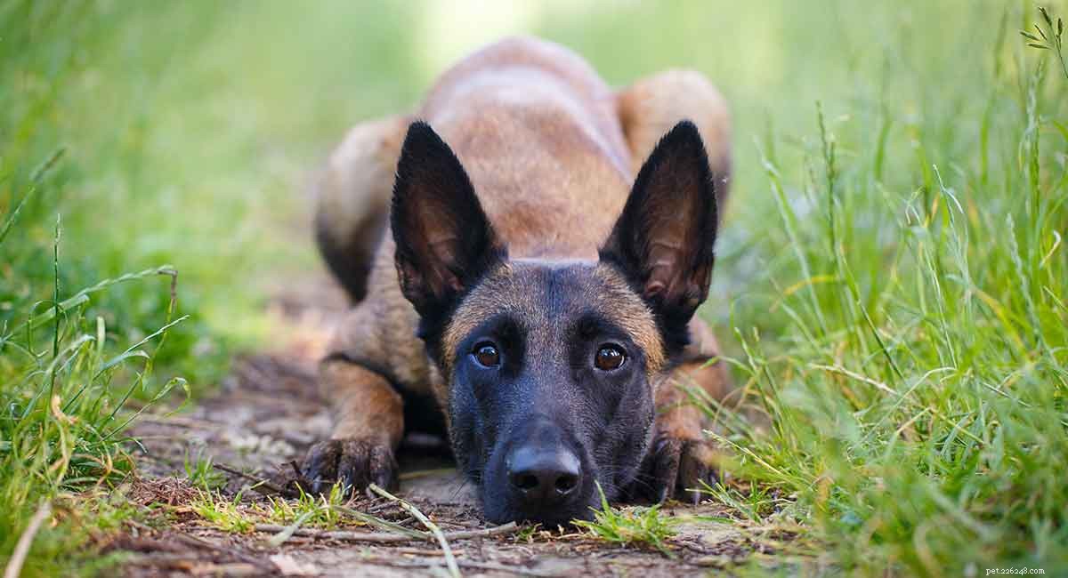 Породы пастушьих собак – самые крутые пастушьи собаки со всего мира