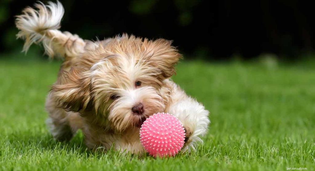 Породы игрушечных собак – какого щенка взять домой?