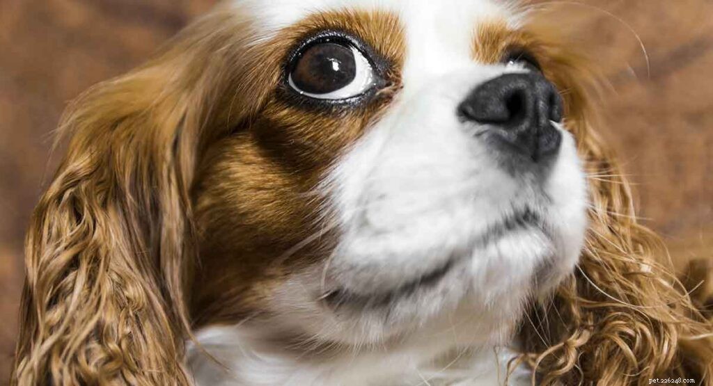 Породы игрушечных собак – какого щенка взять домой?