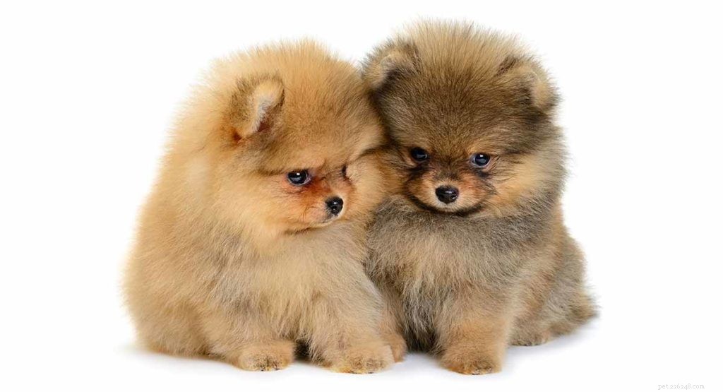 Leksakshundraser – vilken liten valp ska du ta med dig hem?