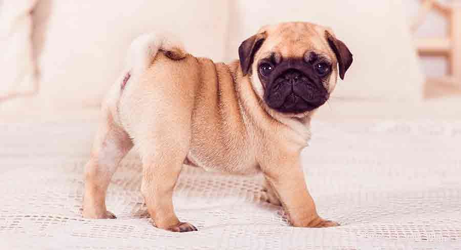 トイドッグの品種–どの小さな子犬を家に持ち帰るべきですか？ 