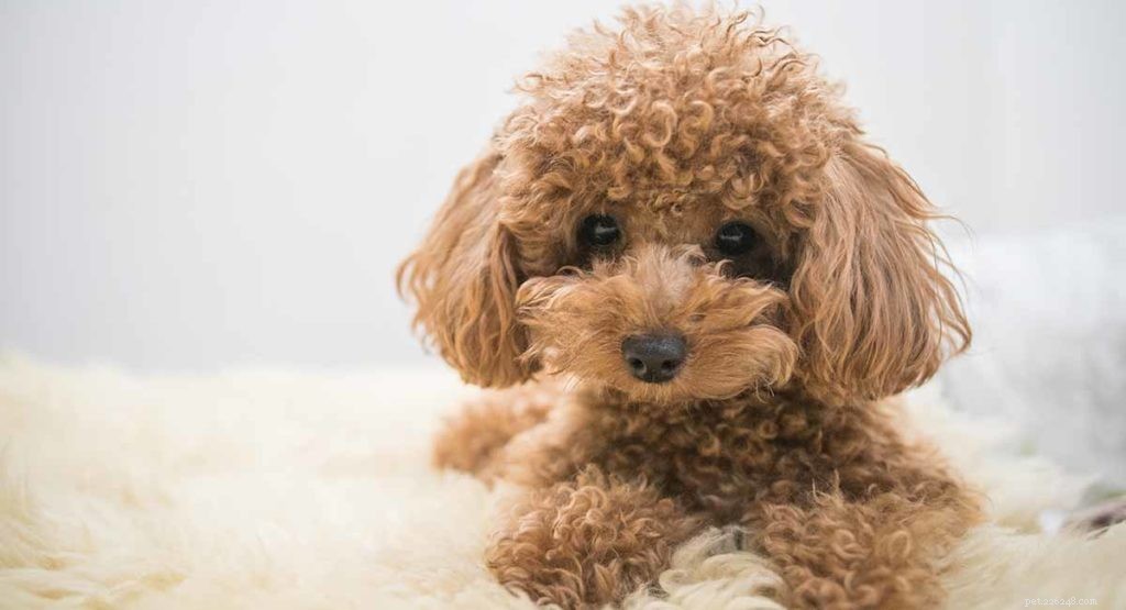トイドッグの品種–どの小さな子犬を家に持ち帰るべきですか？ 