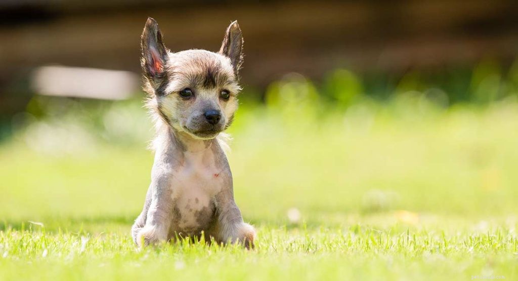 Races de chiens miniatures – Quel petit chiot devriez-vous ramener à la maison ?