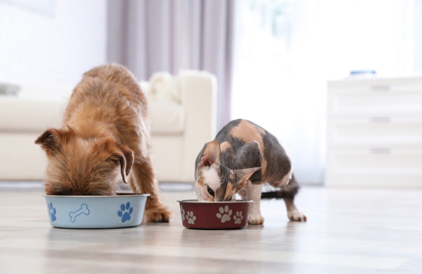 5 вещей, на которые следует обращать внимание при покупке подходящего корма для домашних животных 