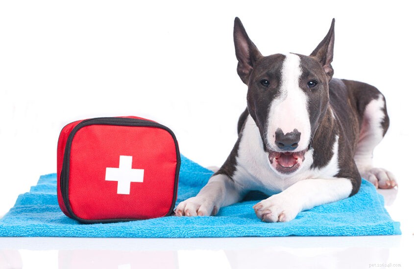 애완동물 응급 처치 키트 – 필수 가이드