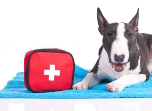 ペット応急処置キット–必需品へのガイド 