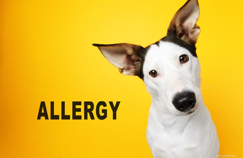 강아지를 위한 알레르기 대책