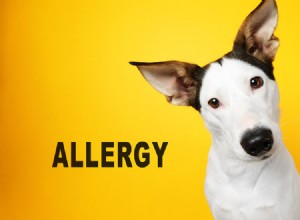 Aide aux allergies pour votre chien