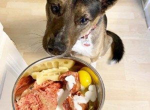 A comida para animais de estimação completamente saudável que seu veterinário provavelmente vilipendia