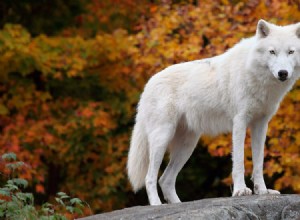 O que as dietas cetogênicas podem significar para seu animal de companhia?