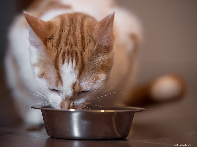 Vad kan ketogena dieter betyda för ditt sällskapsdjur?