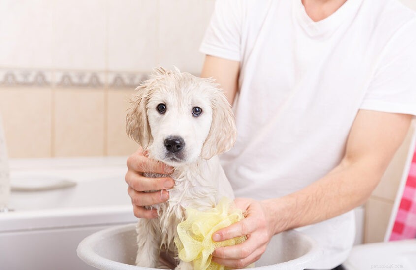 Tvätta din hund – utan skadliga ingredienser